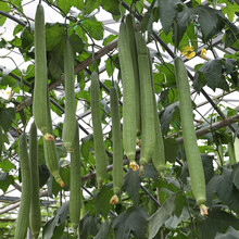 寿禾 丝瓜种子美佳1号长丝瓜苗  大棚阳台蔬菜种菜种苗春夏季播种早熟高产顺直四季蔬菜寿光菜种籽 美佳1号丝瓜苗 5棵