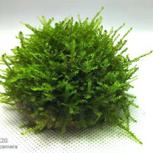 听白阁莫斯水草 美凤 火焰 三角 松茸 网片 定制网片 定制半球 定制沉木莫斯 前置景活体水草 三角半球5.6CM直径