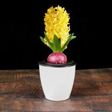 风信子种球水培植物四季开花秋冬耐寒花卉盆栽土培易种活风信子花 黄色土培套餐 12+