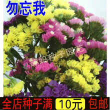 新种勿忘我种子勿忘草花种子星辰花观赏花卉种籽阳台盆栽易种花草种子