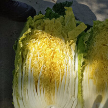 寿禾 大秋黄心大白菜种子娃娃菜秋冬季山东东北家庭田园种植蔬菜种孑播种菜籽种籽 【味更鲜】CR黄心白菜种子 10g