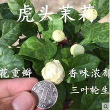 庭院茉莉花盆栽花卉植物室内带花苞虎头茉莉花苗 双色茉莉阳台盆栽银丝茉莉白茉莉香味茉莉花盆栽室内花卉观 虎头茉莉 2年小苗【不带盆】
