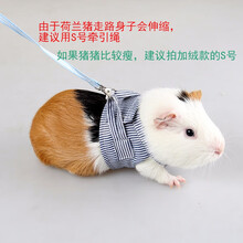 吉仔仔 荷兰猪兔子牵引绳 豚鼠的小衣服 松鼠外出 分体背心式牵引带 小A014蓝色S@薄款  1kg内 小宠