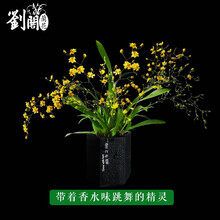 文心兰奶香味梦香兰 现带浓香花苞出售 香水文心兰花卉绿植盆栽跳舞兰 小盆2-3苗黄色不带花，原培养基发货