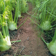 寿禾 球茎茴香种子大茴香荤香苗高产菜籽耐寒四季小回香阳台四季盆栽蔬菜种苗特菜种籽寿光蔬菜种子菜籽种籽 球茎茴香苗 10棵
