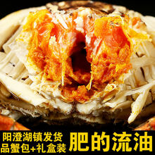 螃蟹 特大六月黄大闸蟹鲜活母公现货水产礼盒苏州 罗菲迪新 六月黄(3.0-3.5两) 10只