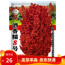 凤鸣雅世  甜高粱种子八棵杈好吃高粱种子酿酒高粱种籽红缨子高产矮杆抗旱大田甜五谷杂粮孑红高粱种籽 酒香糯8号矮杆高粱种子200克