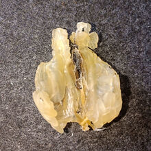 雪蛤油林蛙油东北长白山特产林蛙联体油雪蛤膏雪蛤干 整只 长白山连体块油 10g (贈枸杞大枣)