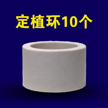鱼缸水草定植杯大号生化陶瓷环种植水草杯新手养草水草固定底座 水草定植环(10个)