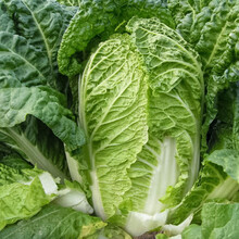 寿禾 耐热大白菜种子夏阳 夏季越夏耐热50天批发早熟蔬菜 阳台种菜四季播种蔬菜种子菜籽种籽 西由铁根大白菜种子10g【口感甜爽】