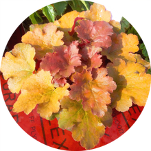 矾根种子 盆栽花种子 珊瑚玲种子 彩叶草种子 地被植物 夕只绿