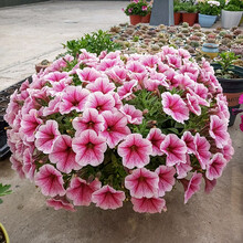 寿禾 垂吊矮牵牛种子花籽盆栽阳台花卉春季各类花色四季宿根大花爬藤 （梦幻粉红脉纹）矮牵牛种子 30粒