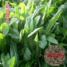 花友秀 牧草种子黑麦草种子紫花苜蓿菊苣多年生高丹草玉米草产量高苏丹草三叶草紫云英等鸡鸭鹅猪鱼牛羊易种 高纯度多年生菊苣净籽一斤