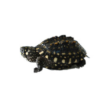 【活鲜】蟹爱 斑点池龟黑池龟活体苗 10-15克  一只 盒装