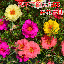 多年生宿根重瓣太阳花种籽混色死不了花种子 四季种易活 开花不断 太阳花重瓣混色2万粒