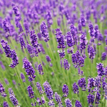 四季易种薰衣草种子普罗旺斯熏衣草种子花草香草种籽销售花海种子硕雅园艺 羽叶薰衣草 半斤