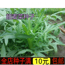 新种蔬菜种子 四季花芽甜麦菜种子苦荬菜 苦麦菜种子苦麥菜高产甜唛菜
