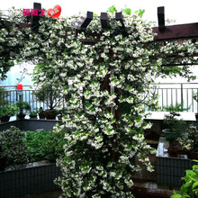 银丝茉莉风车茉莉花苗花卉绿植爬藤盆栽花卉植物室内室外蔷薇月季庭院四季常青不含盆芳香花卉 强烈推荐6年苗开花多 不含盆
