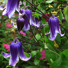 【虹越】进口铁线莲花苗 多规格可选 花园庭院盆栽地栽装饰爬藤花卉 紫铃铛 P14（大苗）
