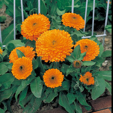 【虹越】花卉种子 萌吖吖翠菊金光菊矢车菊松果菊白黄晶菊大滨菊 切花种子 金盏菊 桔黄色