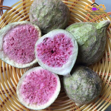 水果无花果干 宠物零食营养补充兔子龙猫粮磨牙食物 荷兰猪20G