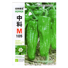 薄皮辣椒种子中科M105辣味浓 大果型 早熟杂交一代皱皮青辣椒籽基地种植 高产辣椒种籽 薄皮辣椒100粒