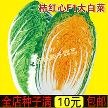 新种橘红心大白菜种子秋冬种植蔬菜种子高产桔红心包心白菜种子口感好