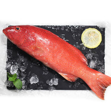 国际	鲟食生鲜 海鲜礼盒大礼包 东星斑 鲜活冷冻石斑鱼 老虎斑 海鲜水产 东星斑鱼 500-600g/条