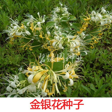 (正常发货）滨淇 金银花种子 四季金银花 中药材可食用泡茶种子忍冬植物 金银花100粒+2包肥