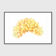 SOMAY·ART 多肉系列 鸩山【黄金象牙】装饰版画 40X60