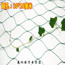 园艺用品园艺爬藤网 植物爬藤网 藤本植物攀爬网 蔷薇爬山虎牵牛花 防风网 4X6米