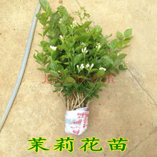 浓香型芳香花卉 重瓣白色茉莉花 树苗盆栽茉莉花 盆景花卉绿植 1年苗 不含盆