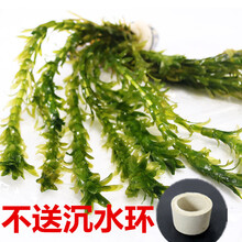 鱼缸造景后景水草 活体蜈蚣草 无需水草泥  金鱼草 水蕴草 蜈蚣草20支不带沉水环