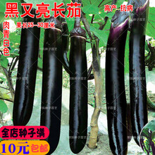 新种黑又亮长茄种子 紫黑茄子种籽 特长茄子蔬菜种子大田盆栽庭院高产