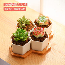 云南直发MuMuHome多肉植物花盆创意肉肉简约长方形多肉花盆白瓷盆多肉陶瓷 4格六边组合含托（不含植物和土）