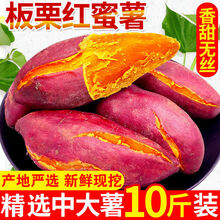 【软糯香甜】现挖新鲜红薯番薯沙地红心蜜薯5/10斤 带箱9-10斤 大果