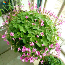 颜美 紫叶幸运草 绿叶红花三叶草紫叶酢浆草种球紫叶榨浆草红叶炸酱草盆栽花卉种球 紫叶酢浆草种根 绿叶酢浆草种根/25个+生根粉