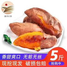 【濮阳馆】红薯 新鲜蔬菜 生鲜 地瓜 沙地甘薯蜜薯 5斤