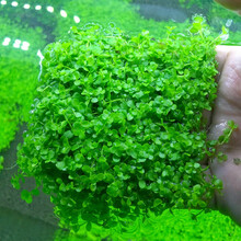 鱼官儿 大三角莫丝 火焰莫斯 水藻球鱼缸造景 水族箱装饰  水草活体植物 迷你矮珍珠 2方杯(3×3cm)