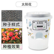 园艺小花农开心农场创意迷你盆栽罐头花卉植物种子幼儿园儿童DIY种植 太阳花