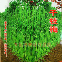 颜集卉春秋庭院易种蔬菜豇豆干枝梅特长豆角种子中早熟长达1.2米特高产 干枝梅特长豆角种子50粒