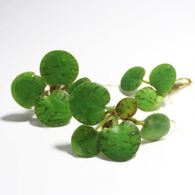 鱼缸浮萍水草活体植物浮性除NO3净化水质微景观水族箱造景 豹纹萍1颗