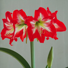 荷兰重瓣朱顶红种球室内大球四季观花植物盆栽南非对对红种子 20.红花单瓣（送多菌灵 14-16CM