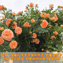 蔷薇花苗藤本月季特大花浓香庭院爬藤植物花卉盆栽玫瑰 甜梦 大苗1-1.3米高多分枝