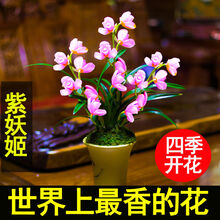 浓香型兰花苗四季开花盆栽四季兰室内花卉好养易活吸甲醛净化空气 紫妖姬7苗四季开花送植料
