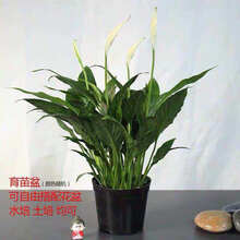 办公室水培植物室内红掌盆栽室内一帆风顺白掌花卉植物粉掌玻璃好水养带花苞 25cm白掌 含盆