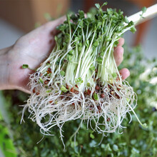 寿禾 萝卜苗菜种子芽苗菜菜种子八天吃到小青菜春季种植阳台盆栽四季蔬菜种孑种籽 青萝卜种子 100g