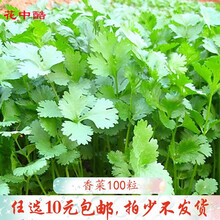 花中酷 秋季庭院阳台种菜籽盆栽香菜韭菜生菜种子. 香菜  100粒