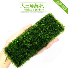 鱼缸水族箱造景水榕沉木活体水草淡水无土植物后景宫廷水草绿菊 长版莫斯片(16*8)