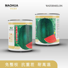 中科茂华可甜可美龙卷风西瓜种子抗重茬红天龙地龙如意瓜王超甜中华蜜宝免整枝打叉懒汉西瓜种籽四季阳台盆栽 抗重茬红天龙50克/盒【耐高温900粒】